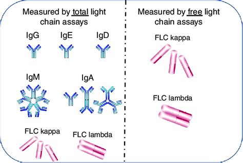 Measurement of kappa () and lambda () light chains in free and total ...