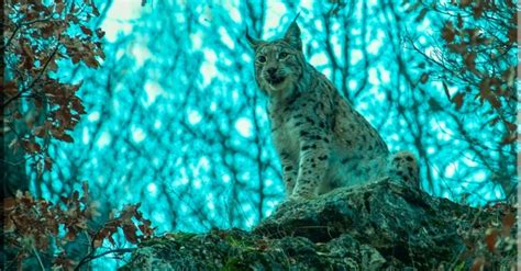 Turkish photographer captures closeup shots of endangered Balkan lynx | Daily Sabah