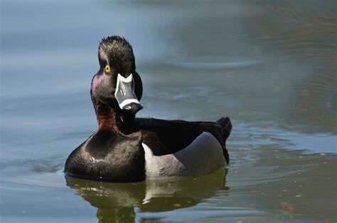 Ducks, regular winter visitors to Texas, are arriving