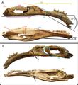 Category:Erlikosaurus fossils - Wikimedia Commons