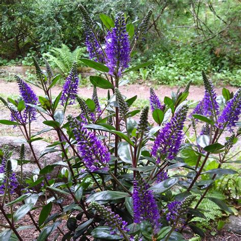 Hebe 'Amy' syn. Hebe 'Purple Queen' ; Hebe 'Purple Sensation', Shrubby ...