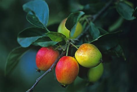 Southern Crabapple – Chestnut Hill Nursery