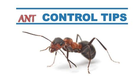 Ant Control Tips