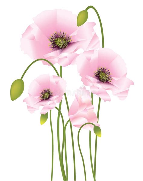 Pink poppies, cdr vector stock vector. Illustration of illustration ...