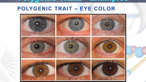 Polygenic Traits Eye Color