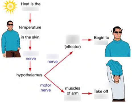 Stimulus Response Diagram | Quizlet