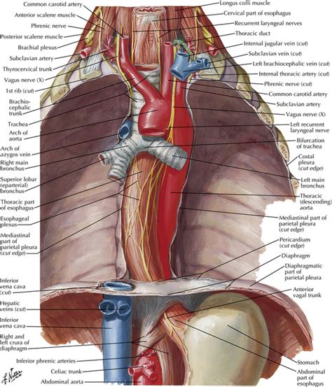 Normal Anatomy and Flow During the Complete Examination: Extracardiac Anatomy | Thoracic Key