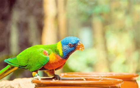 703 Parrot Eating Fruit Stock Photos - Free & Royalty-Free Stock Photos from Dreamstime