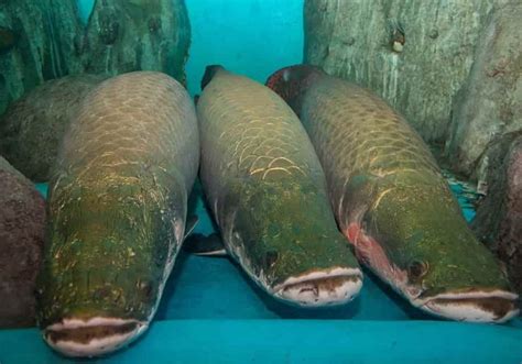 Ikan Arapaima Raksasa - Asal Sungai Amazon - Amerika Selatan