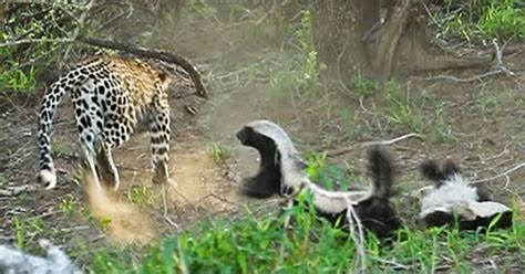 Honey Badger Mom Saves Her Baby From the Jaws of a Hungry Leopard ...