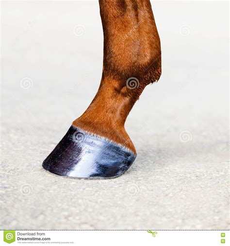 Horse Leg with Hoof. Skin of Chestnut Horse. Animal Hoof Close-up Stock Photo - Image of shine ...