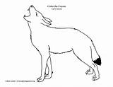 Coyote Coloring Drawing Wile Pages Cartoon Dinokids Wylie Simple Looney  sketch template