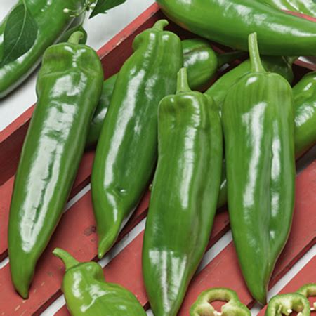 Anaheim Chili, Organic Pepper Seeds | Urban Farmer