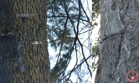 Save Trees: tree spiking in Shimla | Himachal Watcher