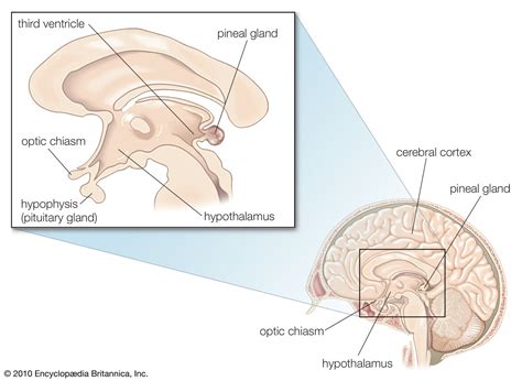Pineal gland | Definition, Location, Function, & Disorders | Britannica