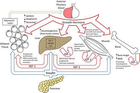 Frontiers | The Growth Hormone Receptor: Mechanism of Receptor ...