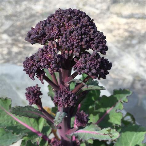 Broccoli - Purple Sprouting (Autumn) - Plug Plants | Order Online