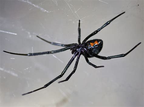 Latrodectus - Wikipedia