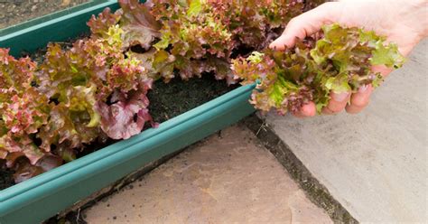 12 tips to grow lettuce in a container