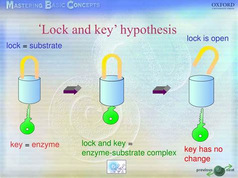 PPT - Enzyme PowerPoint Presentation, free download - ID:9144369