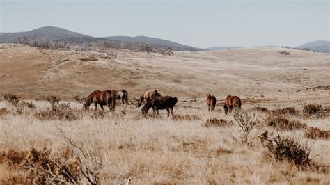 Scientists, rangers give evidence in senate committee on Brumby management in NSW, VIC | news ...