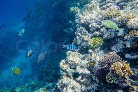 coral reef with fishes of the red sea | Stock image | Colourbox