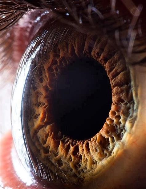 High definition close up view of a human eye. | Human eye, Photos of eyes, Human eyeball