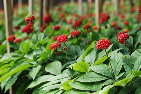 How to Grow and Harvest Ginseng