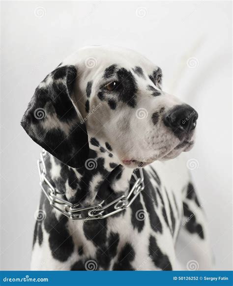 Dalmatian black and white stock photo. Image of sitting - 50126252