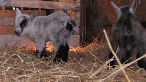 Young Pygmy Goats Playing in Stock Footage Video (100% Royalty-free ...