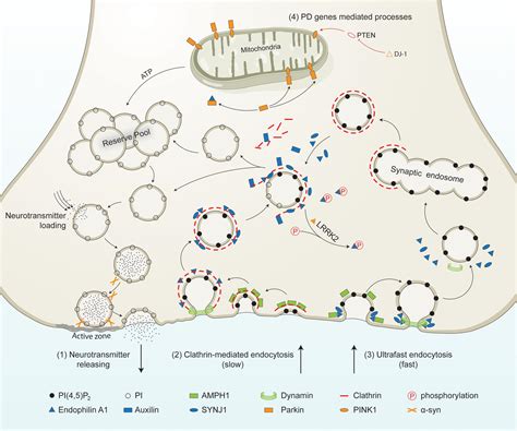 Frontiers | Dysfunction of Synaptic Vesicle Endocytosis in Parkinson’s Disease