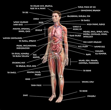 Diagram of the Human Body Using Etymologies