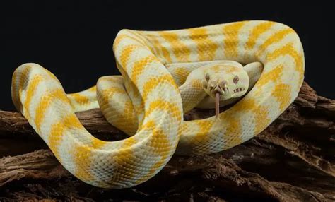 Carpet Python Care Sheet, Size, Enclosure and Temperament - Everything Reptiles