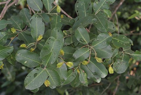 Terminalia arjuna (Roxb. ex DC.) Wight & Arn. | Plants of the World Online | Kew Science