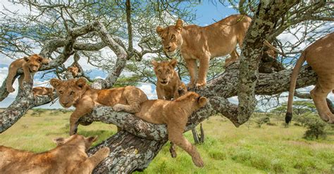 Tree Climbing Lions Tanzania | Lions in Tanzania | Tanzania Safaris