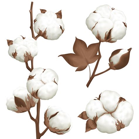 cotton plant flower picture - Stealthily Webcast Fonction