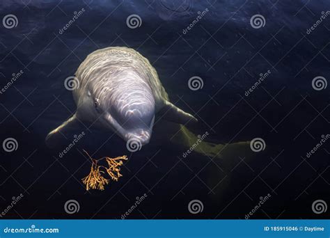 Friendly Beluga Whale Looks Up from Underwater Stock Photo - Image of ...