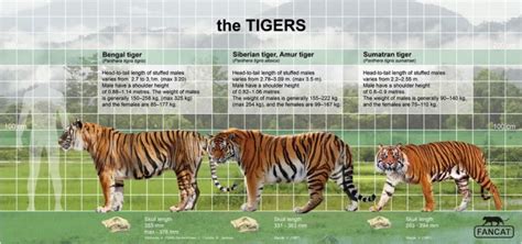 The tigers size by bigfancat | Bengal tiger, Wild animal wallpaper ...