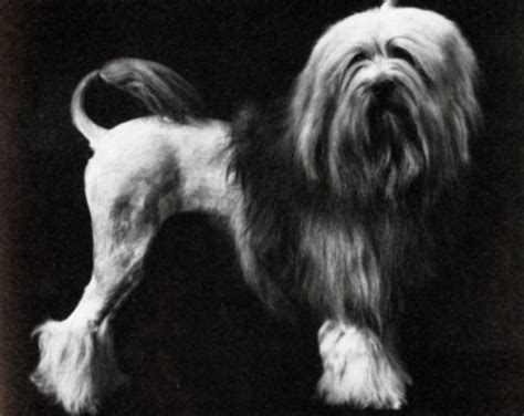 Löwchen History: The Little Lion Dog – American Kennel Club