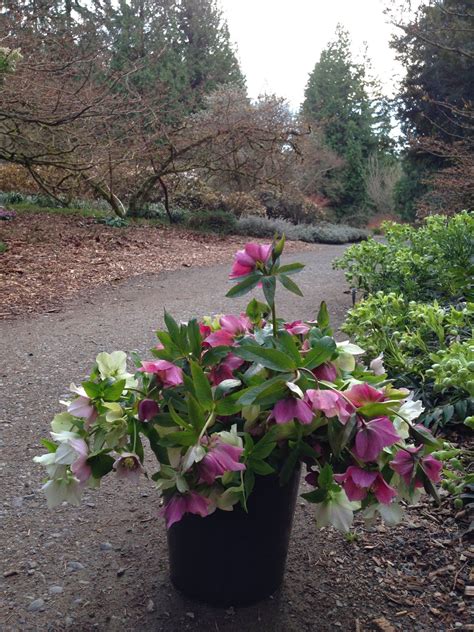 A Next Generation Gardener: Winter Hellebores as cut flowers and how to make them last