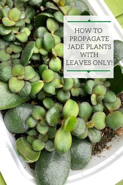 Jade Plant Leaf Propagation: 1 Lazy and Effective Method!