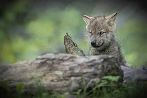 Timber Wolf Pup - Cool Wildlife