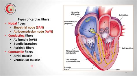 Cardiac Muscle Diagram