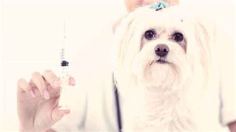 The Pros And Cons Of Heartworm Shots | PetCareRx