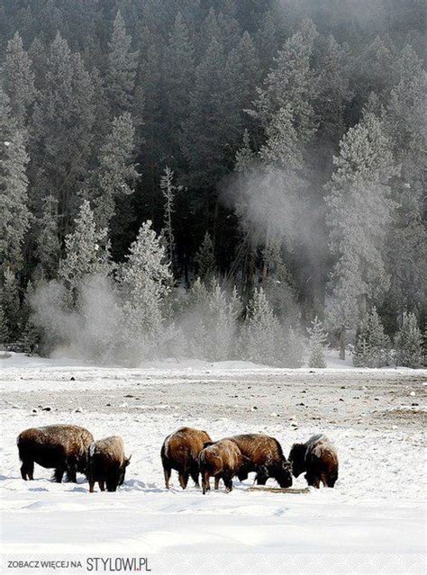 winter bison | Yellowstone winter, Animals wild, Bison