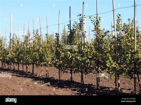 Apple orchard scenic landscape Stock Photo - Alamy