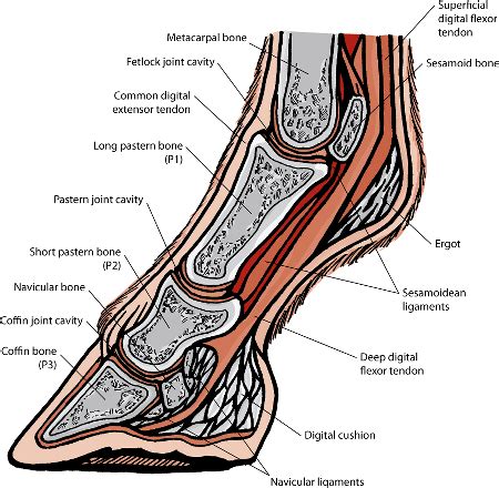 Table: Anatomy of the horse’s foot - MSD Veterinary Manual