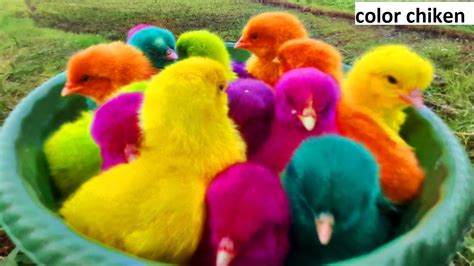 color chicken growth,chicken color genetics,color chicken gun,color chicken growth in tamil ...