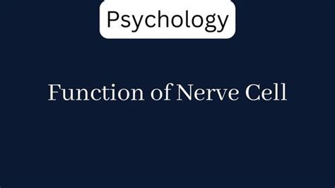 Function of Nerve Cell - ExamSector