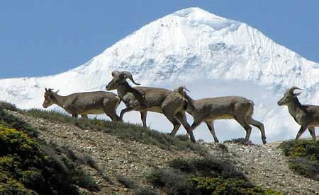 GPS to track blue sheep and snow leopard - Massey University